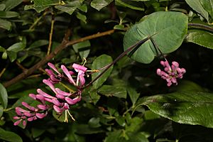 Lonicera hispidula 3094.JPG