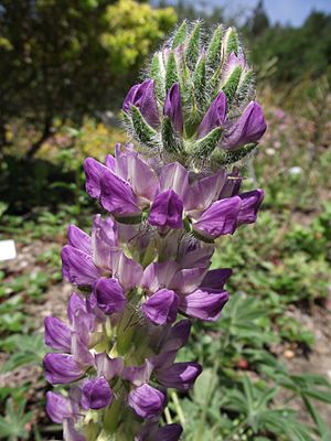 Lupinus microcarpus microcarpus.jpg