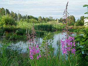 Magnuson wetlands fireweed june 2012