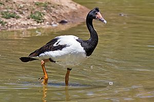 Magpie goose.jpg