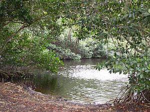 Mangrove trees in Everglades