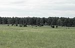 Grassland approaching the forest edge.