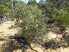 Melaleuca campanae (habit)