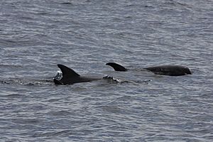 Melon-headed Whale (Peponocephala electra) (6206904718)