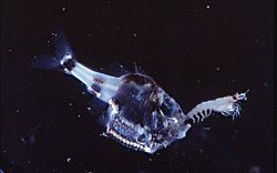 Messina Straits Argyropelecus hemigymnus