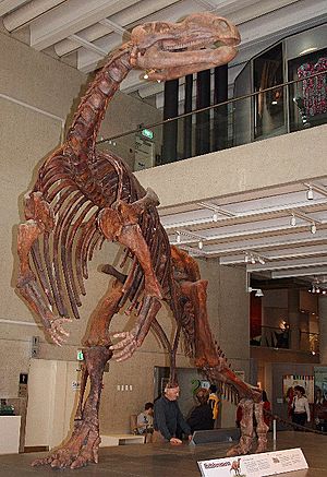 Muttaburrasaurus skel QM email.jpg