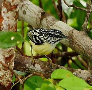 Myrmotherula brachyura - Pigmy antwren.JPG