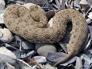 Namaqua dwarf adder, Namaqualand, Northern Cape, South Africa 2.JPG