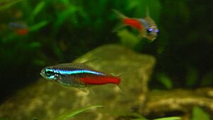 Neon tetra 333