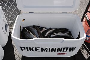 Northern Pikeminnow Sport Reward Program