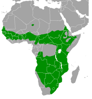 Numida meleagris range map.png