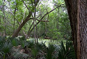 Palmetto state park