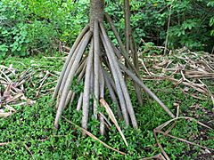 Pandanus tectorius (5187732877)