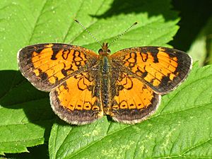 Phyciodes cocyta.jpg