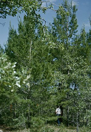 Pinus clausa Chipola