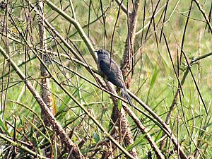 Plaintive Cuckoo I IMG 6972