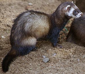 Polecat in denmark.jpg