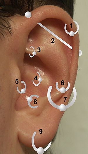 Positions of earrings.jpg