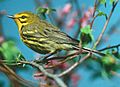 Prairie-Warbler-02-07-2003