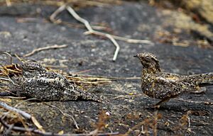 Pygmy Nightjar (Caprimulgus hirundinaceus) (1).JPG