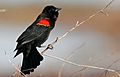 Red-wingedBlackbird-22OCT2016