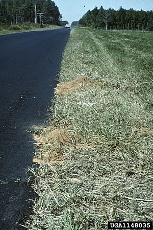 S. invicta mounds found alongside road