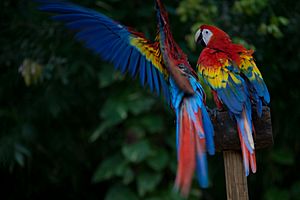 Scarlett Macaw