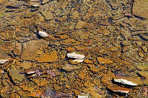 Streambed of Shepman Run