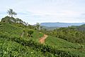 Tea plantation Haputale