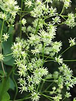 Thalictrum dasycarpum 1-eheep (5098007362)