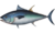 Thunnus thynnus.png