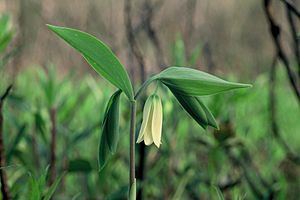 Uvularia sessilifolia (13083402415).jpg