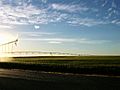 Wheat field located east of Douglas Fruit Company in Pasco