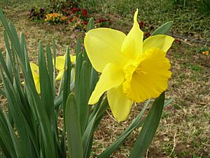 Yellow Narcissus