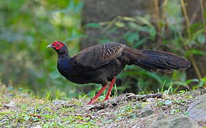 藍腹鷴亞成Taiwan Blue Pheasant