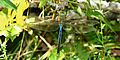 1. Common green darner (Anax junius), male, Liberty County