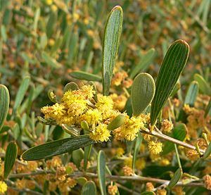 Acacia redolens 5