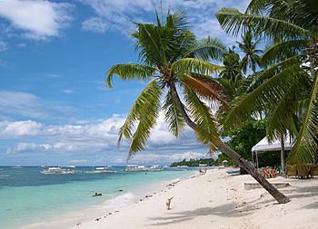 Alona Beach Palmtree.jpg