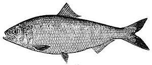 Alosa sapidissima (line art)