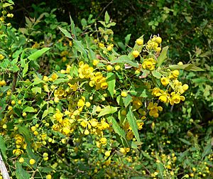 Berberis nevinii 2.jpg