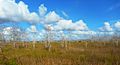 Big Cypress National Preserve SR 100