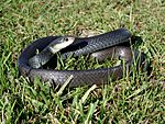 Black racer, NPSPhoto (9257805782)