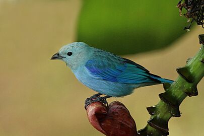 Blue-grey tanager (Thraupis episcopus berlepschi)