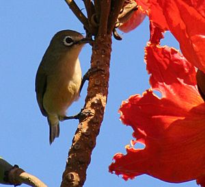 Bridled White-Eye