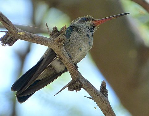 Broad-billed Hummingbird. Cynanthus latirostris. Female - Flickr - gailhampshire