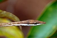 Brown Vinesnake (Oxybelis aeneus) (10598997254).jpg