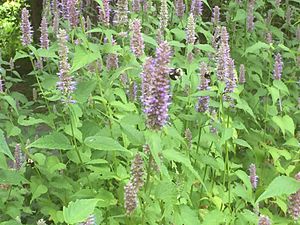 Bumblebees on anise hyssop.jpg