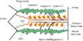 Cardiac sarcomere structure