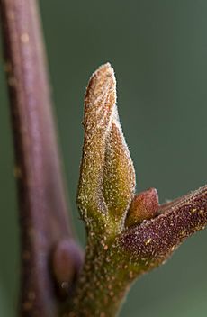 Carya aquatica bud2