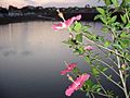 Catalão cidade das flores